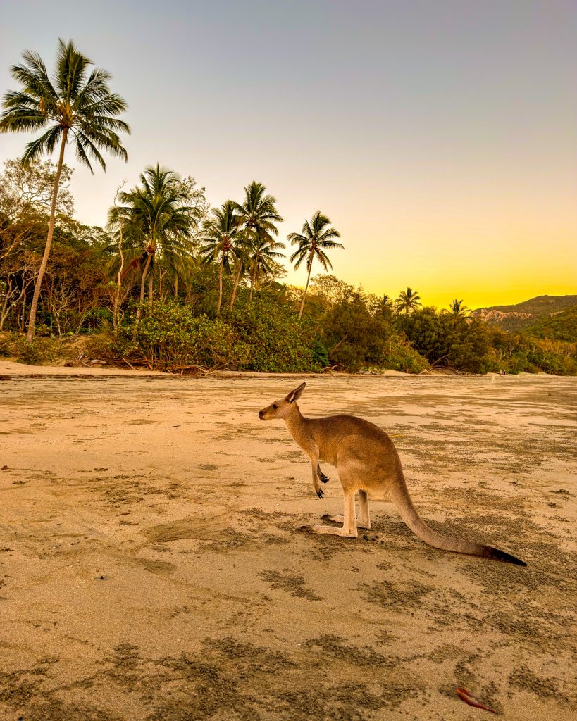 Kängurus am Strand Australien