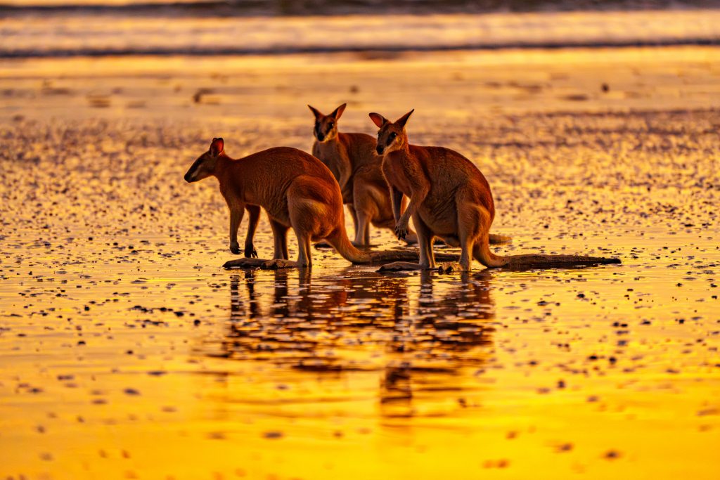 Kängurus am Strand Australien