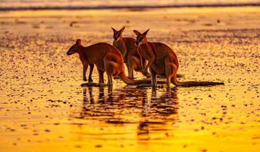 Kängurus am Strand Australien
