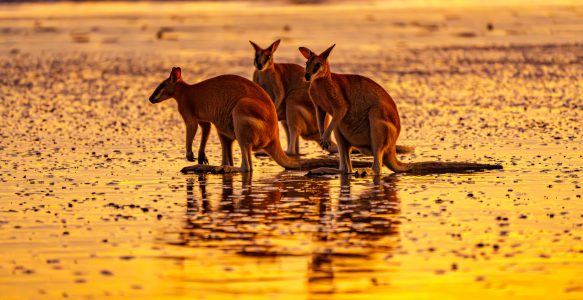 Kängurus bei Sonnenaufgang am Cape Hillsborough