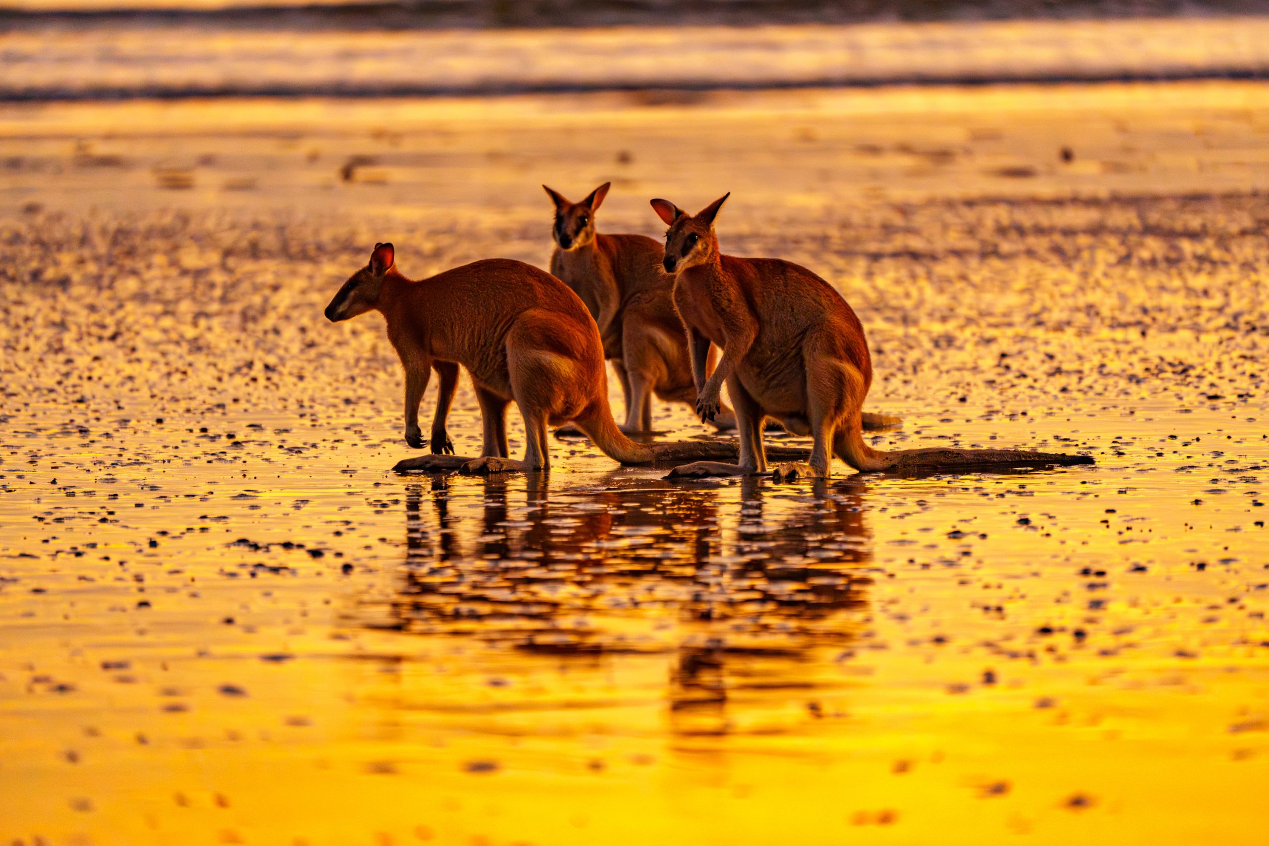 Kängurus bei Sonnenaufgang am Cape Hillsborough