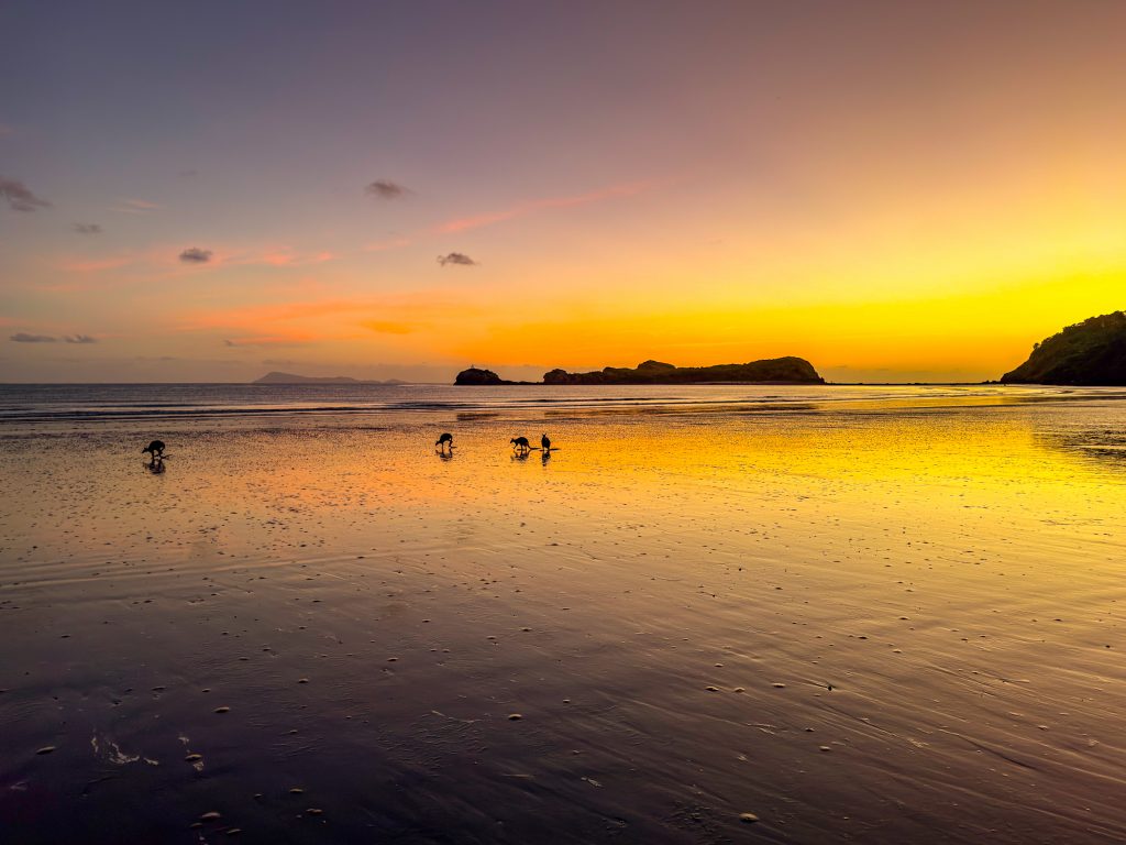 Kängurus am Strand Australien