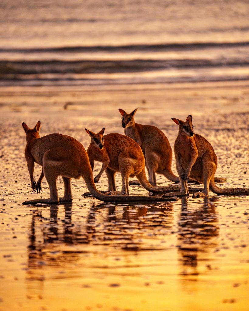 Kängurus am Strand Australien