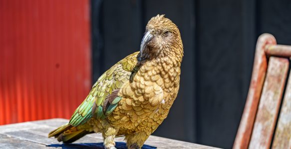 Arthur’s Pass – Keas hautnah erleben: Unsere Begegnung mit Neuseelands frechen Bergpapageien