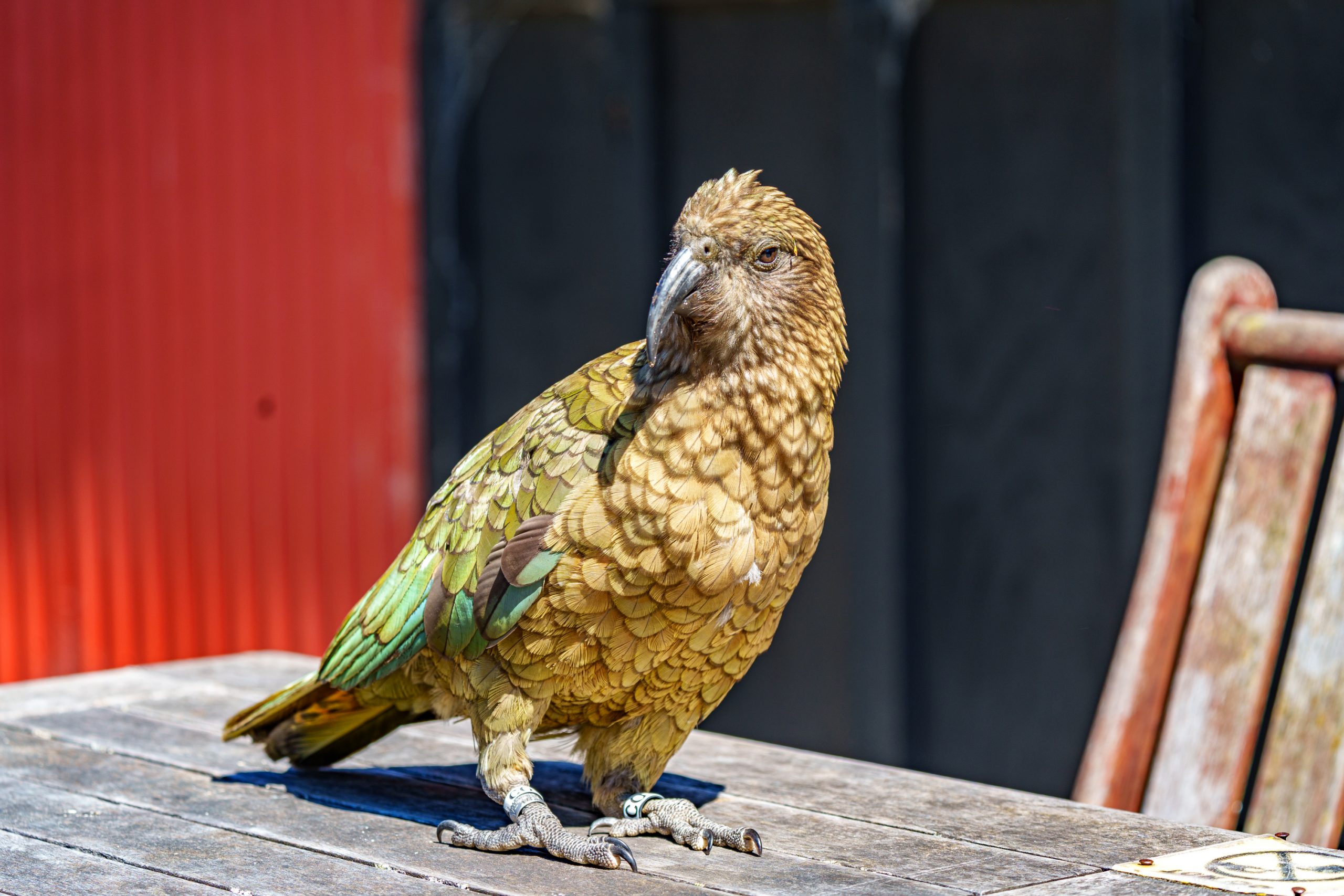 Arthur’s Pass – Keas hautnah erleben: Unsere Begegnung mit Neuseelands frechen Bergpapageien