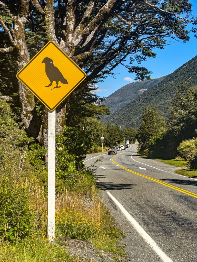 Keas Arthur’s Pass