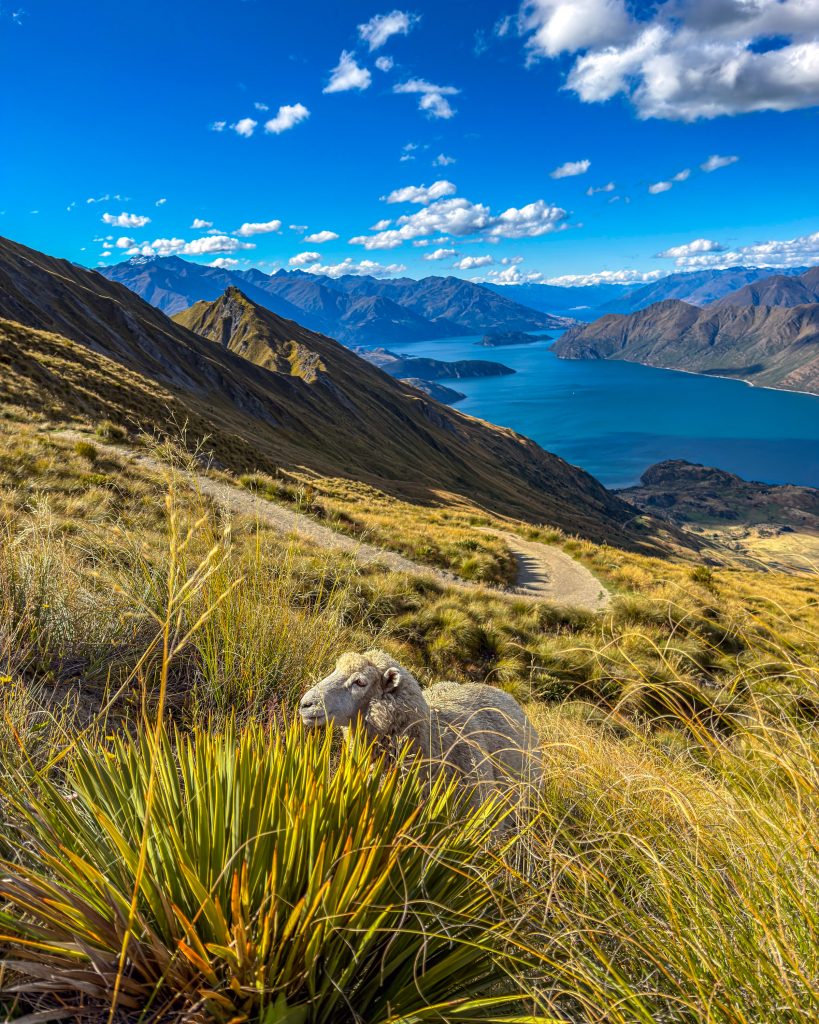 Roys Peak Wanderung