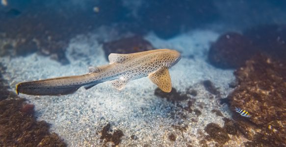 Tauchen in Byron Bay – Unser unvergessliches Tauchabenteuer mit Leopardenhaien