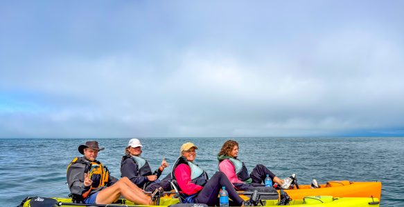 Kajaktour in Kaikōura: Im Nebel verloren und doch bei den Seelöwen gelandet