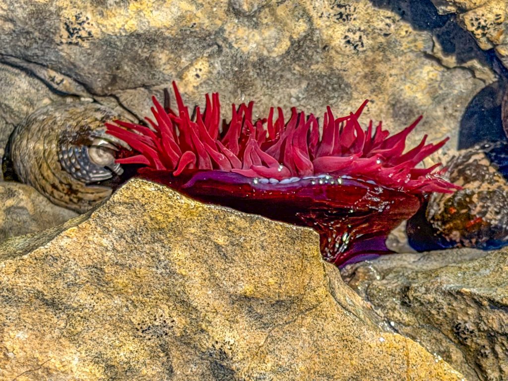 Pāua in Neuseeland