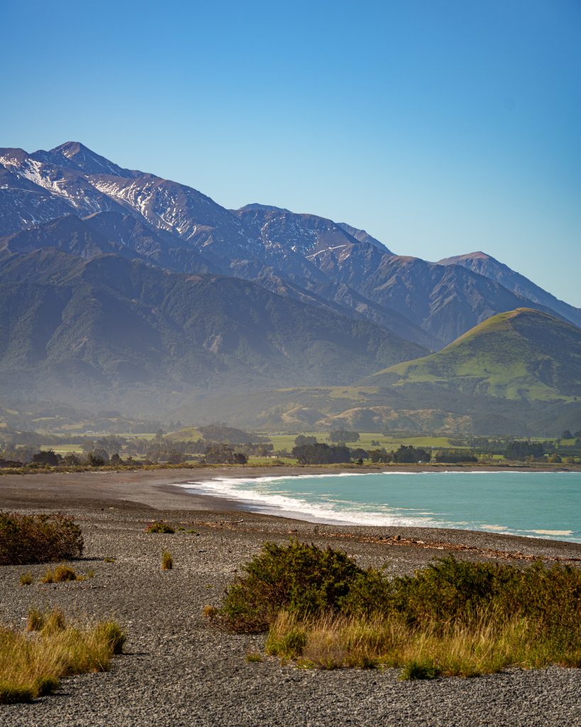 Pāua in Neuseeland