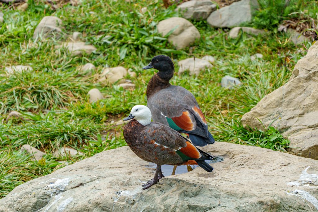 Pāua in Neuseeland
