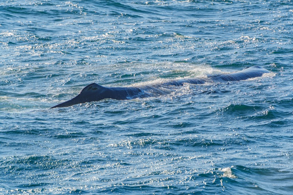 Whale Watching Kaikōura