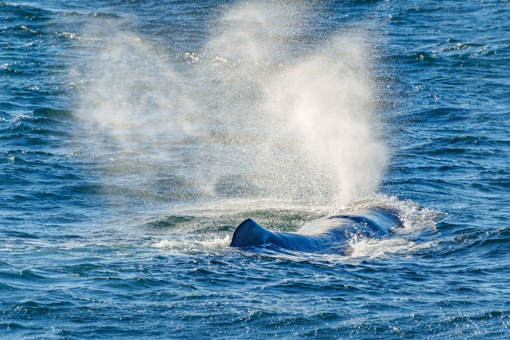 Whale Watching Kaikōura