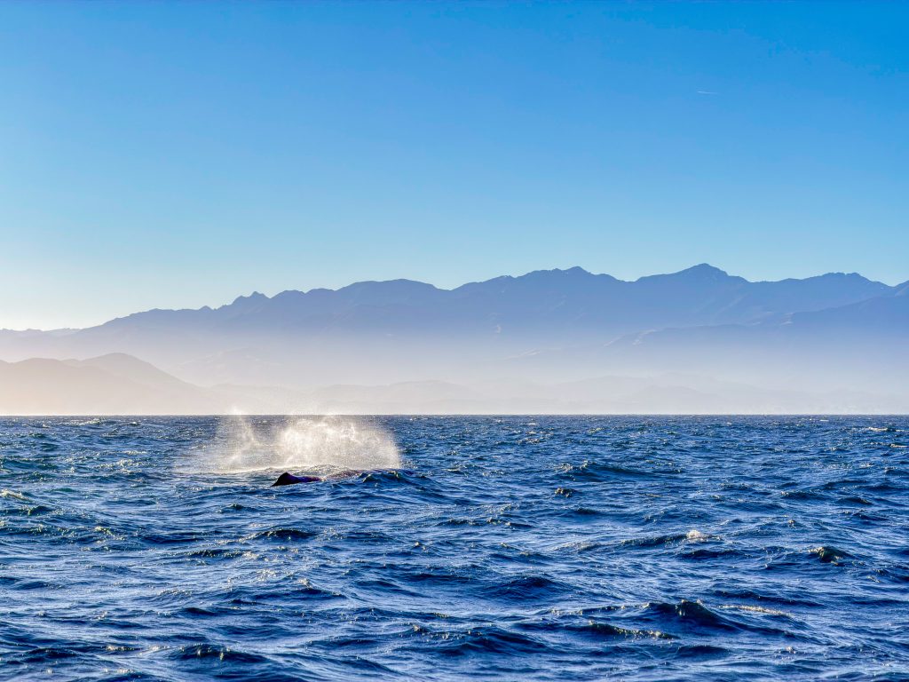 Whale Watching Kaikōura