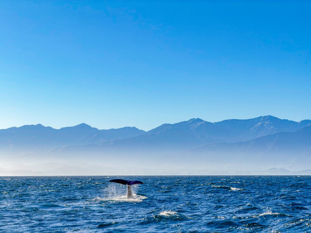 Whale Watching Kaikōura