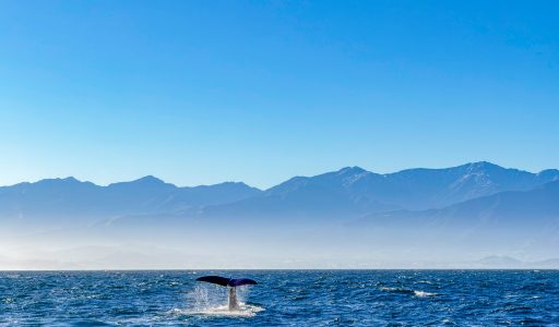Whale Watching Kaikōura