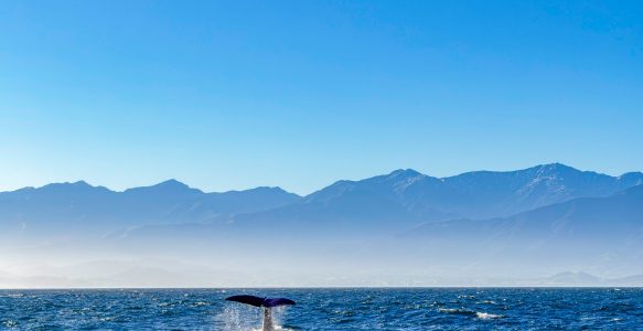 Whale Watching in Kaikōura – Pottwale, Delfine und eine unvergessliche Bootstour