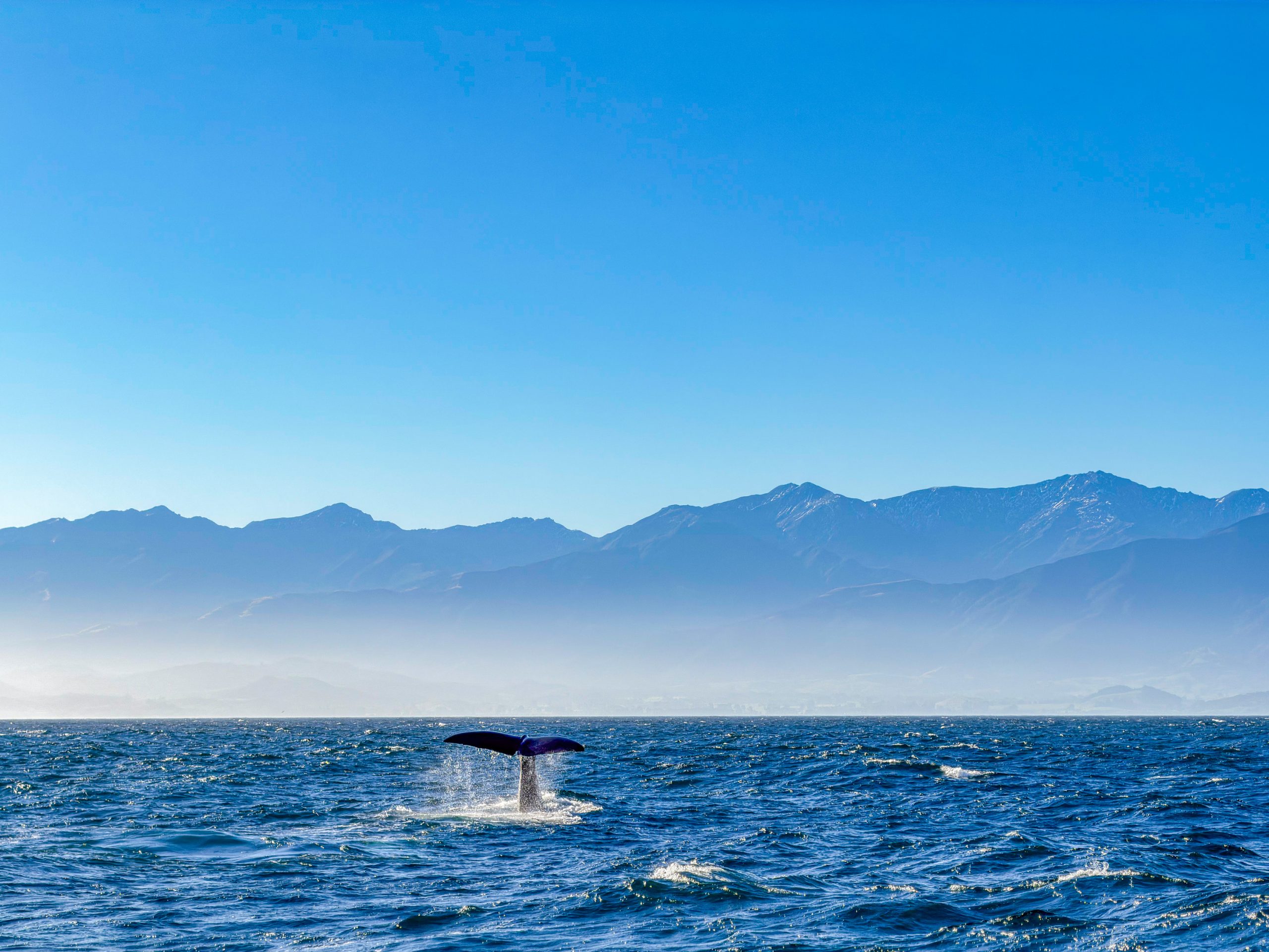 Whale Watching in Kaikōura – Pottwale, Delfine und eine unvergessliche Bootstour