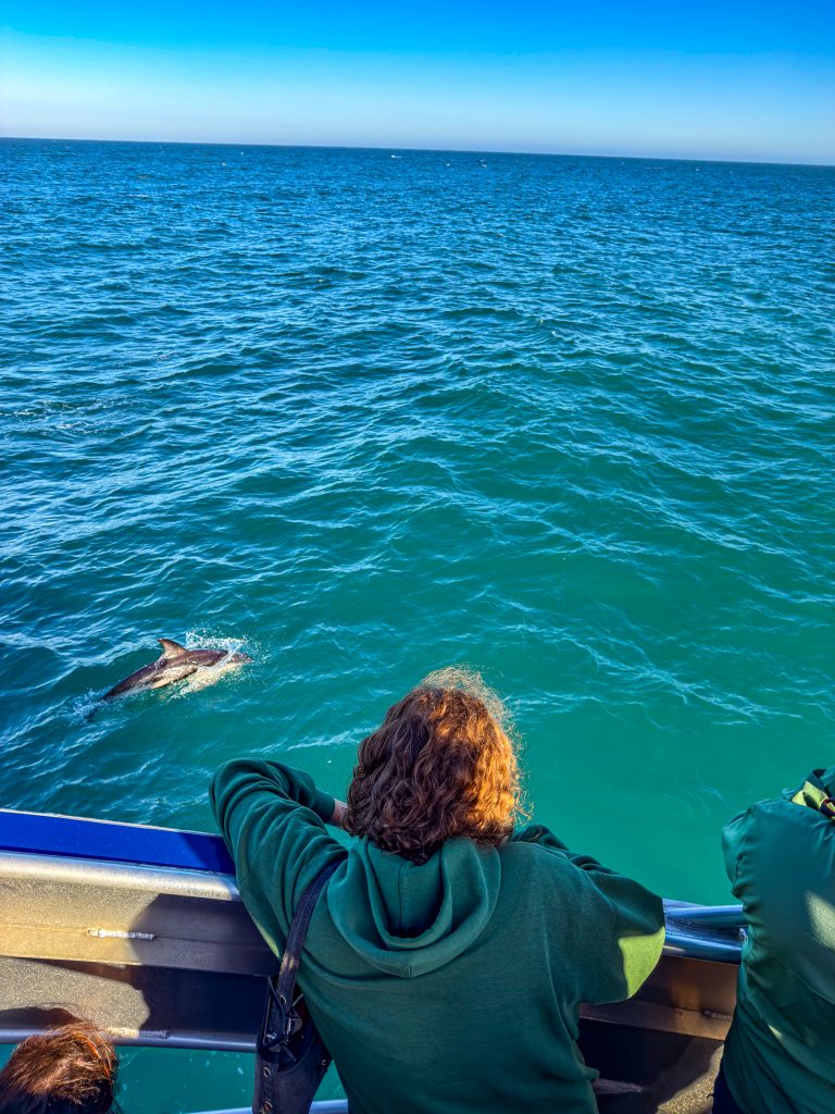 Whale Watching Kaikōura