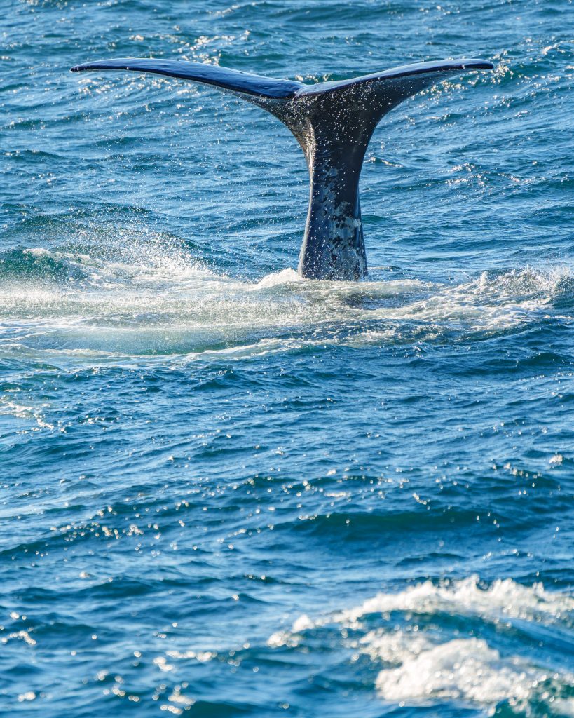 Whale Watching Kaikōura