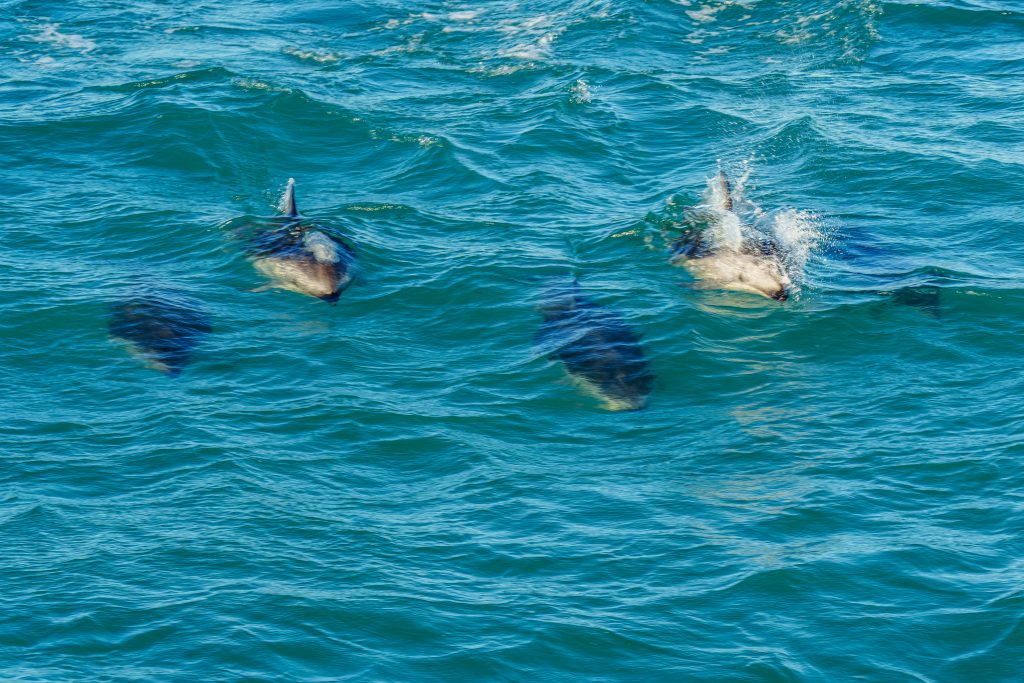 Whale Watching Kaikōura