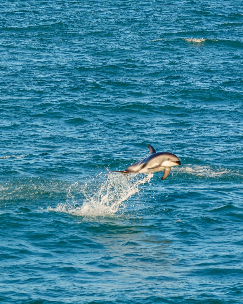Whale Watching Kaikōura