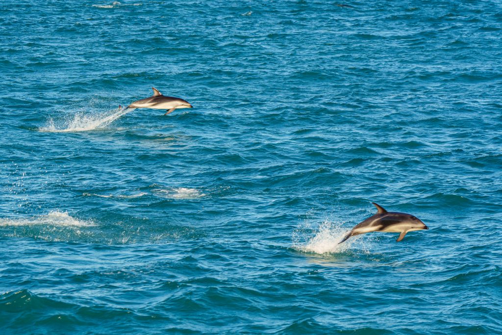 Whale Watching Kaikōura