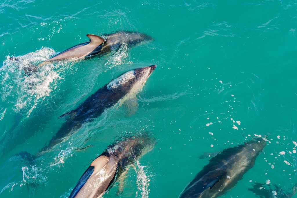 Whale Watching Kaikōura