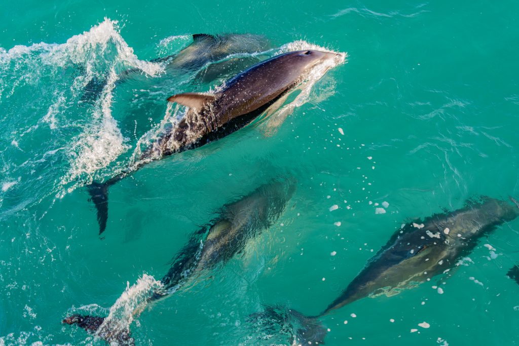 Whale Watching Kaikōura